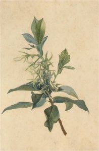 Late 19th Century Watercolour - Botanical Study