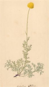19th Century Watercolour - Artemisia Alpina