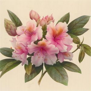 20th Century Watercolour - Tropical Flowers