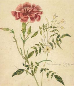 19th Century Watercolour - Jasminum Officinale