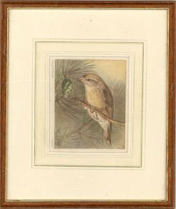 E. Gorton - Early 20th Century Watercolour, Crossbill Bird Study