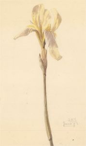 Amy K. Selby (fl.1892-1926) - Signed 1892 Watercolour, Daffodil