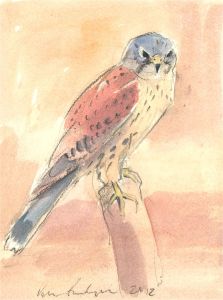 Peter Partington (b.1941) - 2012 Watercolour, Kestrel