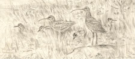 Peter Partington (b.1941) - Contemporary Etching, Curlew Family