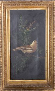 Early 20th Century Oil - Mourning Dove
