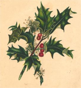 Late 19th Century Gouache - Holly Branch