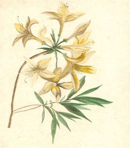 Mid 19th Century Watercolour - Yellow Flowers