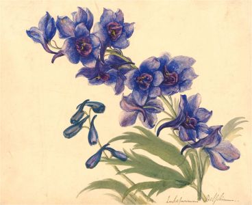 1839 Watercolour - Botanical Study, Delphinium
