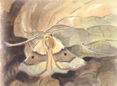 Peter Partington (b.1941) - 20th Century Watercolour, Scallop with Oak Moth