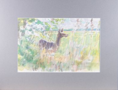 Peter Partington (b.1941) - 20th Century Watercolour, Chinese Water Deer