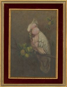 Mid 20th Century Oil - Pink Cockatoo