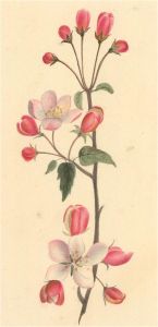 19th Century Watercolour - Budding Flower