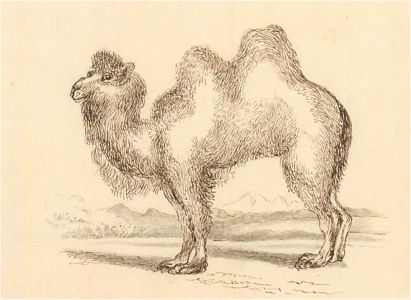 After Thomas Dalziel (1823–1906) - Trio of Pen and Ink Drawings, Majestic Beasts