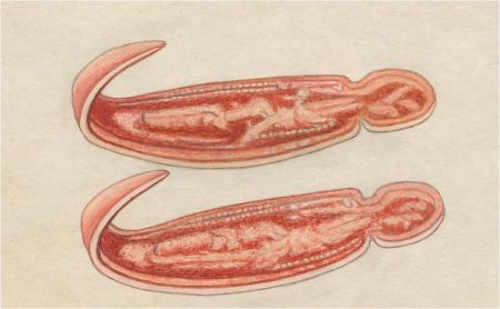 A. Twinning - 1961 Watercolour, Egyptian Sandals