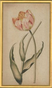 1805 Watercolour - Tiger Tulip Study