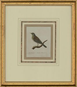 Attrib. Sir William Charles Ross RA - Mid 19th Century Watercolour, Fieldfare