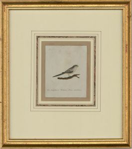 Attrib. Sir William Charles Ross RA- Mid 19thC Watercolour, Long-Tailed Titmouse