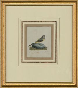 Attrib. Sir William Charles Ross RA - Mid 19th Century Watercolour, Grey Wagtail