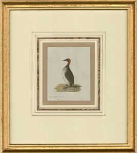 Attrib. Sir William Charles Ross RA - Mid 19th Century Watercolour, Little Grebe