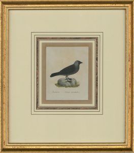 Attrib. Sir William Charles Ross RA - Mid 19th Century Watercolour, Jackdaw