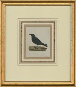Attrib. Sir William Charles Ross RA - Mid 19th Century Watercolour, Carrion Crow