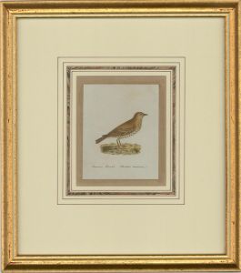 Attrib. Sir William Charles Ross RA - Mid 19thC Watercolour, Common Thrush
