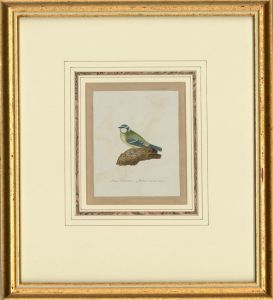 Attrib. Sir William Charles Ross RA - Mid 19th Century Watercolour, Blue Tit