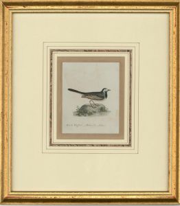 Attrib. Sir William Charles Ross RA - Mid 19thC Watercolour, White Wagtail