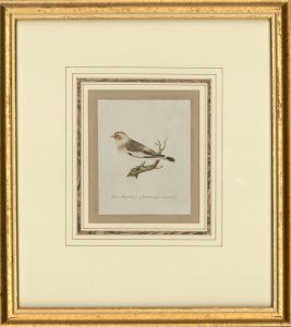 Attrib. Sir William Charles Ross RA - Mid 19th Century Watercolour, Snow Bunting