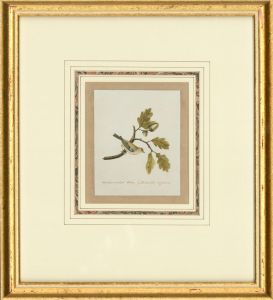 Attrib. Sir William Charles Ross RA - Mid 19th Century Watercolour, Golden Wren