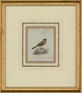 Attrib. Sir William Charles Ross RA - Mid 19th Century Watercolour, Reed Bunting