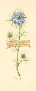 A.C.H.N - A Pair of Late 19th Century Watercolours, Spring Floral Studies
