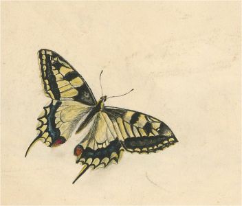 19th Century Watercolour - Yellow Butterfly
