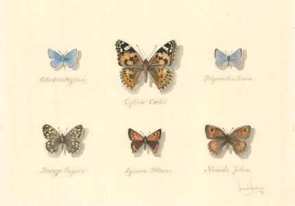 David Harbour - 1994 Watercolour, Butterfly Study