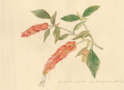 Barbara Mayer - Contemporary Watercolour, Drejerella Guttata