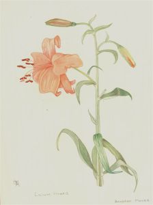 Barbara Mayer  - Contemporary Watercolour, Lilium Hybrid