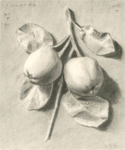 L.S.L - 1902 Charcoal Drawing, Still Life of Apples