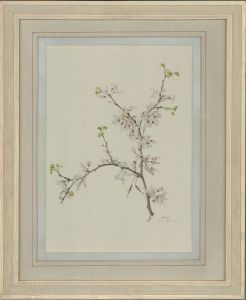1976 Watercolour - Cercis Siliquastrum