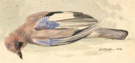 E. W. Butler - Signed 1852 Watercolour, Study of a Bird