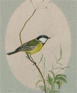 Contemporary Gouache - Great Tit