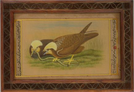 Indian Miniatures - 19th Century Gouache, Birds of Prey