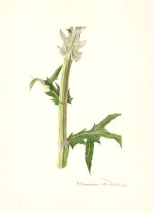 Maureen Ribbins - Contemporary Watercolour, Thistle Stem