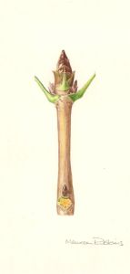 Maureen Ribbins - Contemporary Watercolour, Budding Leaves