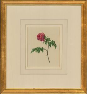 I.H. - 20th Century Watercolour, A Rose
