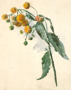 1986 Watercolour - Study of Buddleia