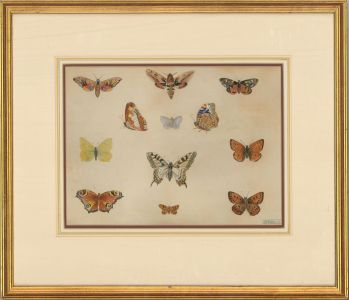 A.S. Whatson - 1907 Watercolour, Butterfly Studies