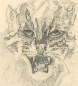 20th Century Graphite Drawing - Wild Feline