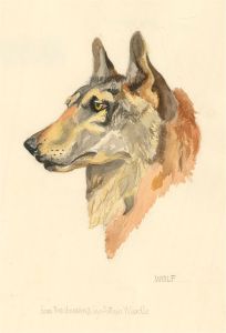 After Arthur Wardle (1860-1949) - 20th Century Watercolour, Wolf