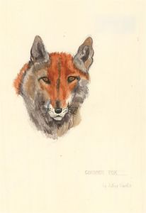 After Arthur Wardle (1860-1949) - 20th Century Watercolour, Common Fox