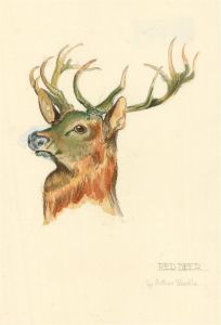 After Arthur Wardle (1860-1949) - 20th Century Watercolour, Red Deer